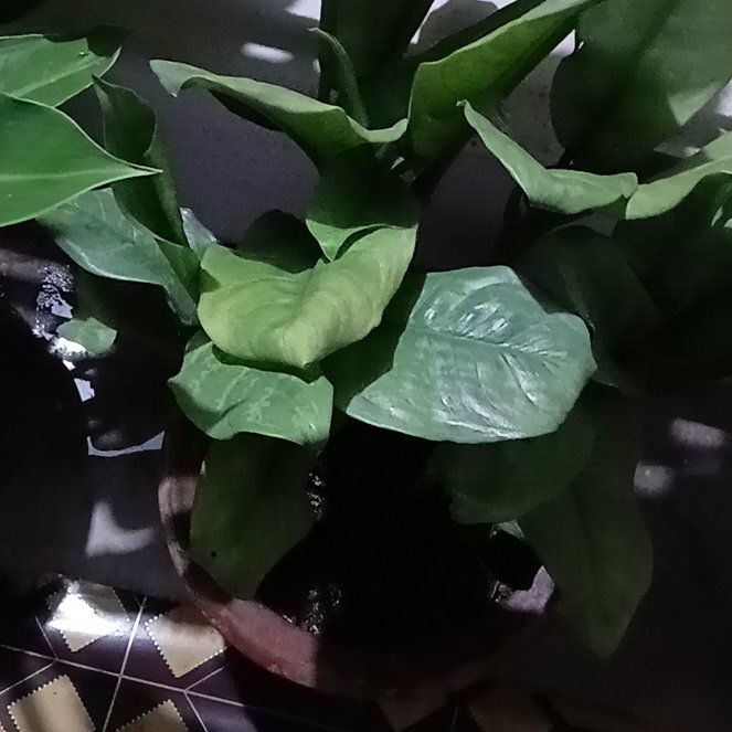 Photo of the plant species European White Waterlily by @StableAngelwing named Maya on Greg, the plant care app