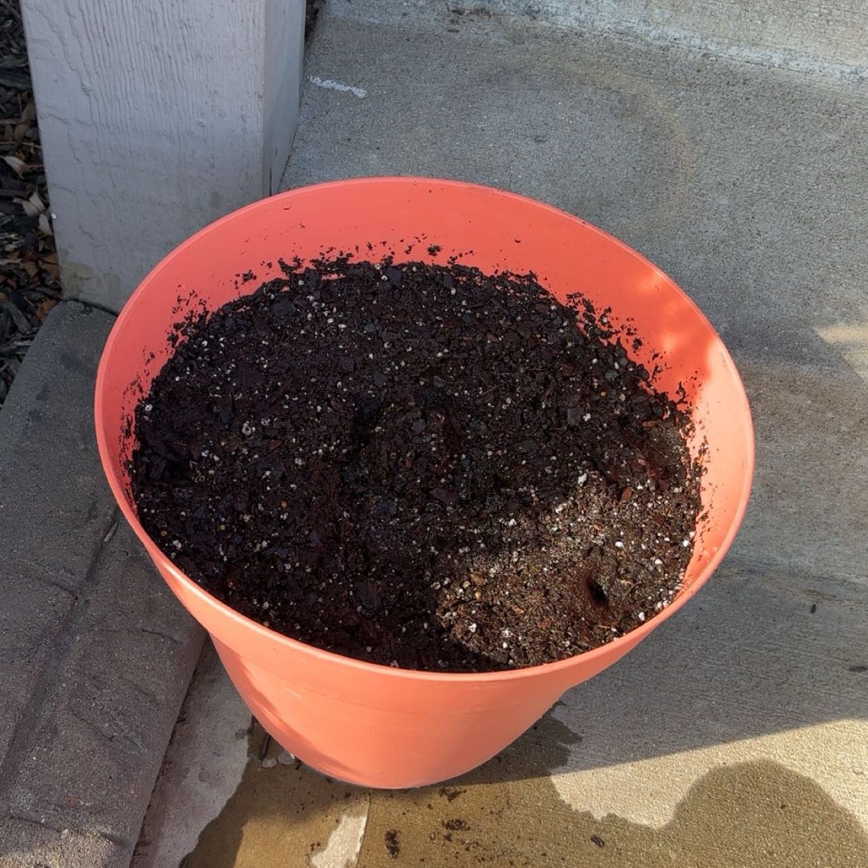 Photo of the plant species Tuberous begonias by @LaidbackCorrea named Leaf Me Be on Greg, the plant care app