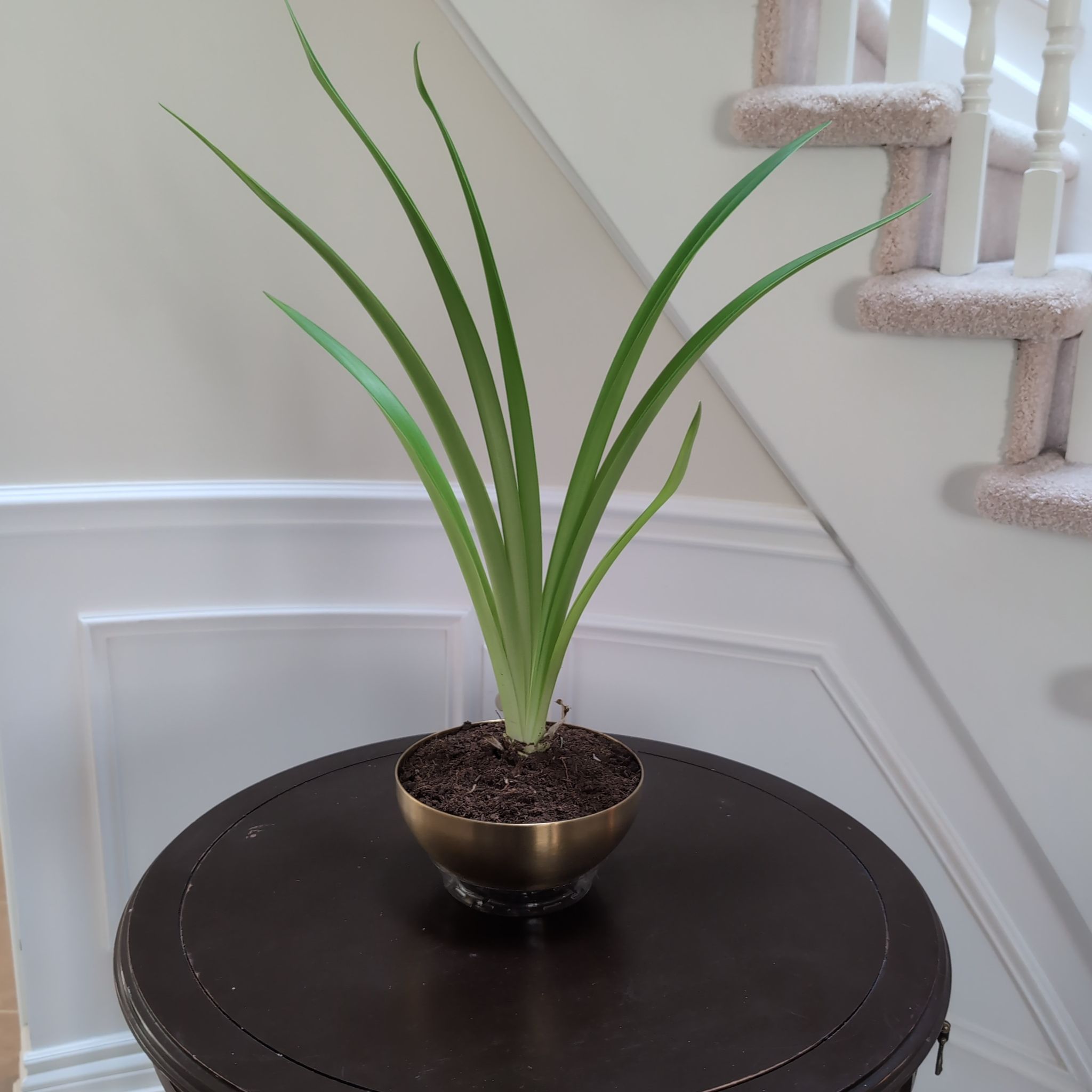 Photo of the plant species Red Lion Amaryllis by @IdolChamisa46 named Robert Plant on Greg, the plant care app