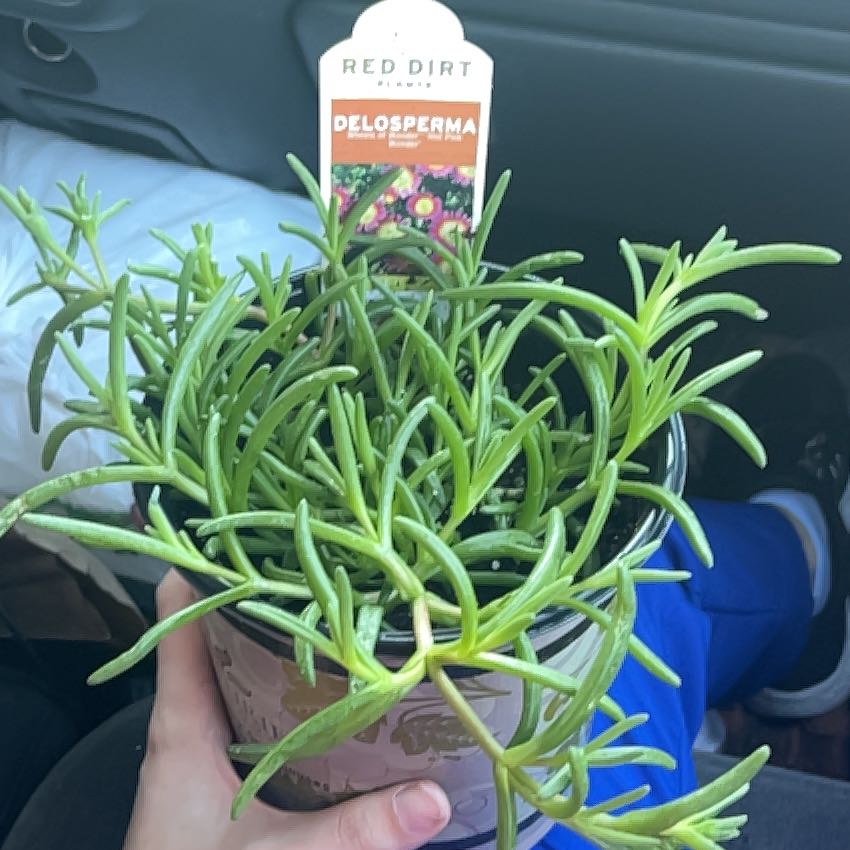 Photo of the plant species Assorted Delosperma by @AlwaysBiglaurel named Prince on Greg, the plant care app