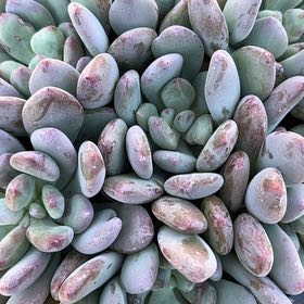Photo of the plant species Pachyveria 'Blue Haze' by @TiptopBarley23 named Sir Plancelot on Greg, the plant care app