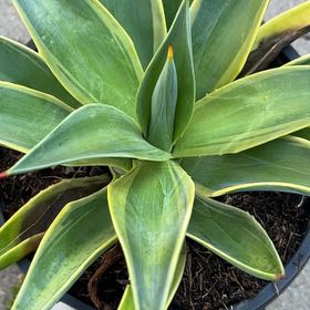 Photo of the plant species Agave desmettiana 'Variegata' by @TiptopBarley23 named Mollie on Greg, the plant care app