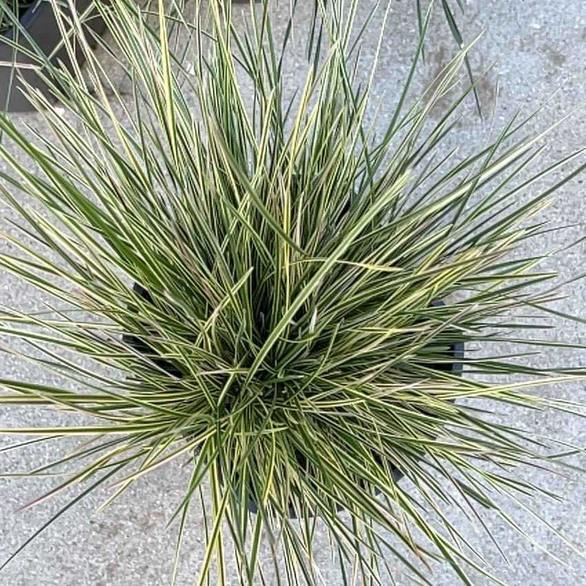 Photo of the plant species Tufted Hair Grass 'Northern Lights' by @TiptopBarley23 named Peter Parker on Greg, the plant care app