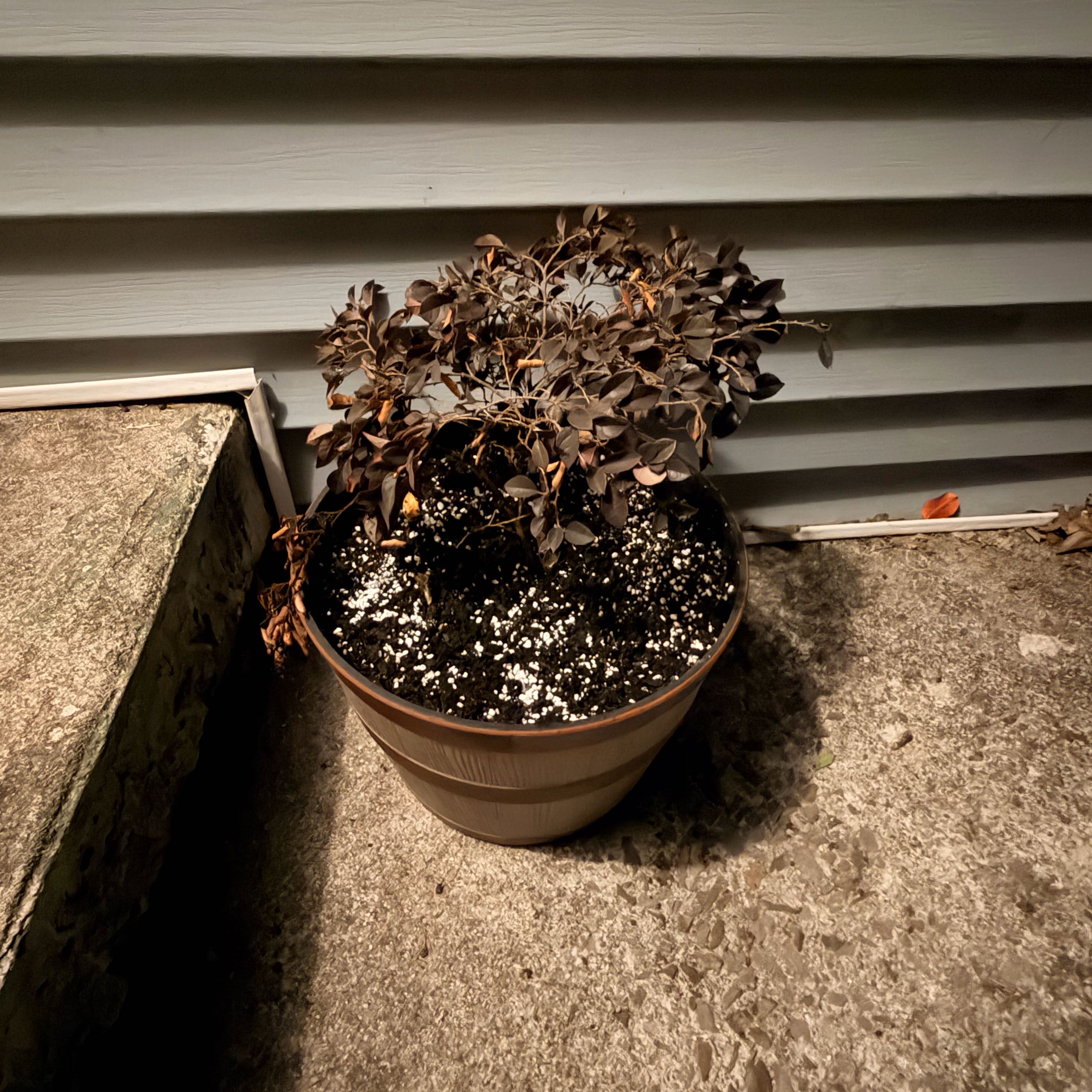 Photo of the plant species Purple Daydream Loropetalum by @chxrity named Anne on Greg, the plant care app