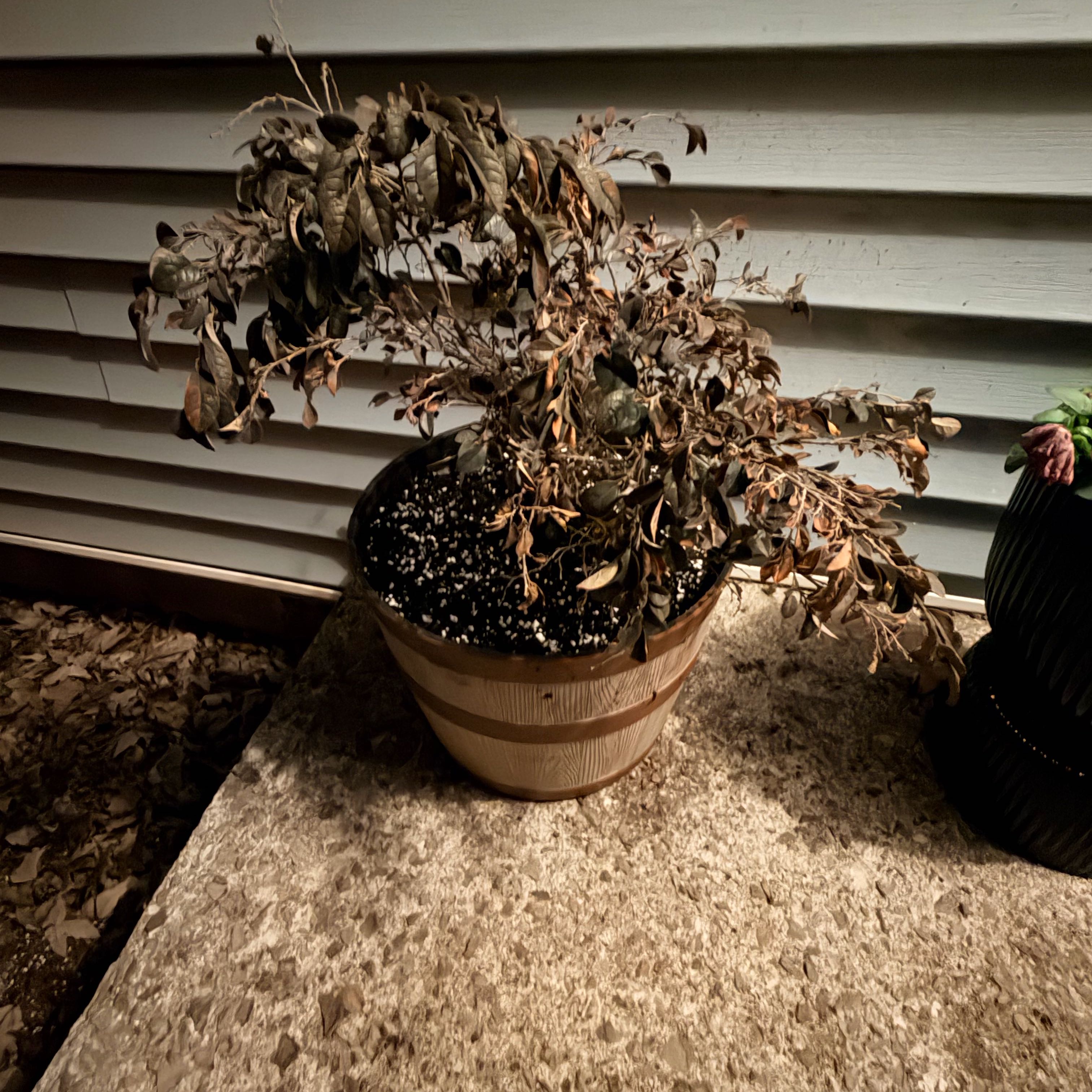 Photo of the plant species Purple Daydream Loropetalum by @chxrity named Louise on Greg, the plant care app