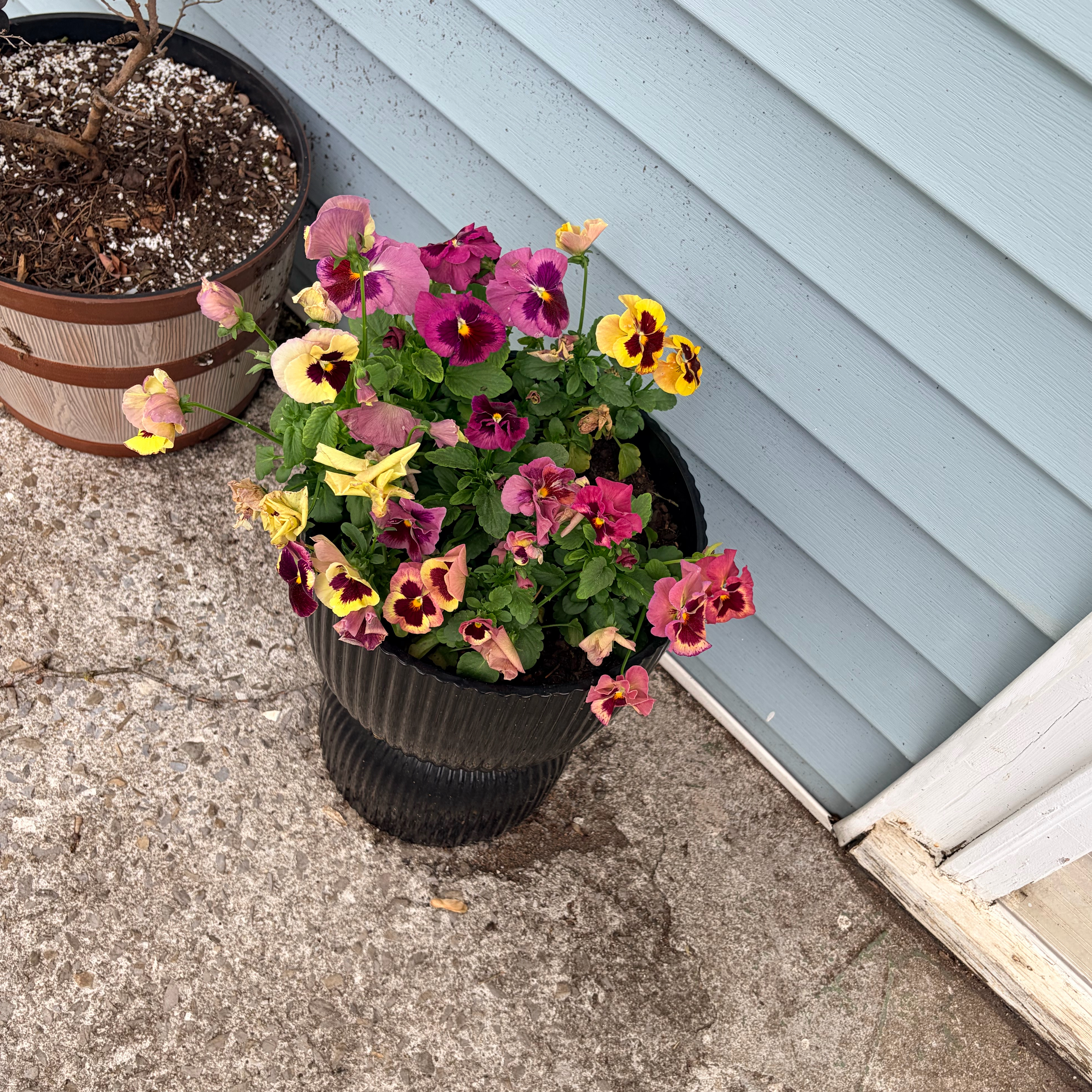 Photo of the plant species Pansy by @chxrity named Pena on Greg, the plant care app