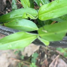 Photo of the plant species Erect Dayflower by @NimbleRosemary named Maya on Greg, the plant care app