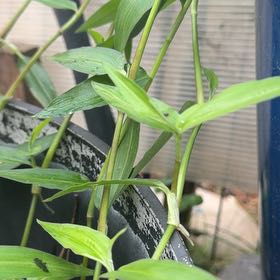 Photo of the plant species Asiatic Dayflower by @NimbleRosemary named Denali on Greg, the plant care app
