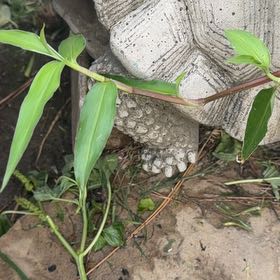 Photo of the plant species Erect Dayflower by @NimbleRosemary named Duke on Greg, the plant care app