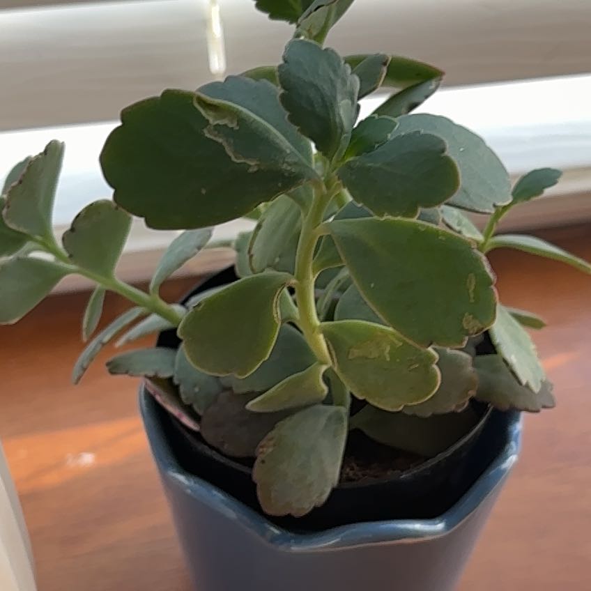 Photo of the plant species Tricolor Lavender Scallops by @UberSquash84 named Suzy on Greg, the plant care app