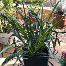 Photo of the plant species Lilyturf 'Silvery Sunproof' by @KindCandleplant named Liriope on Greg, the plant care app