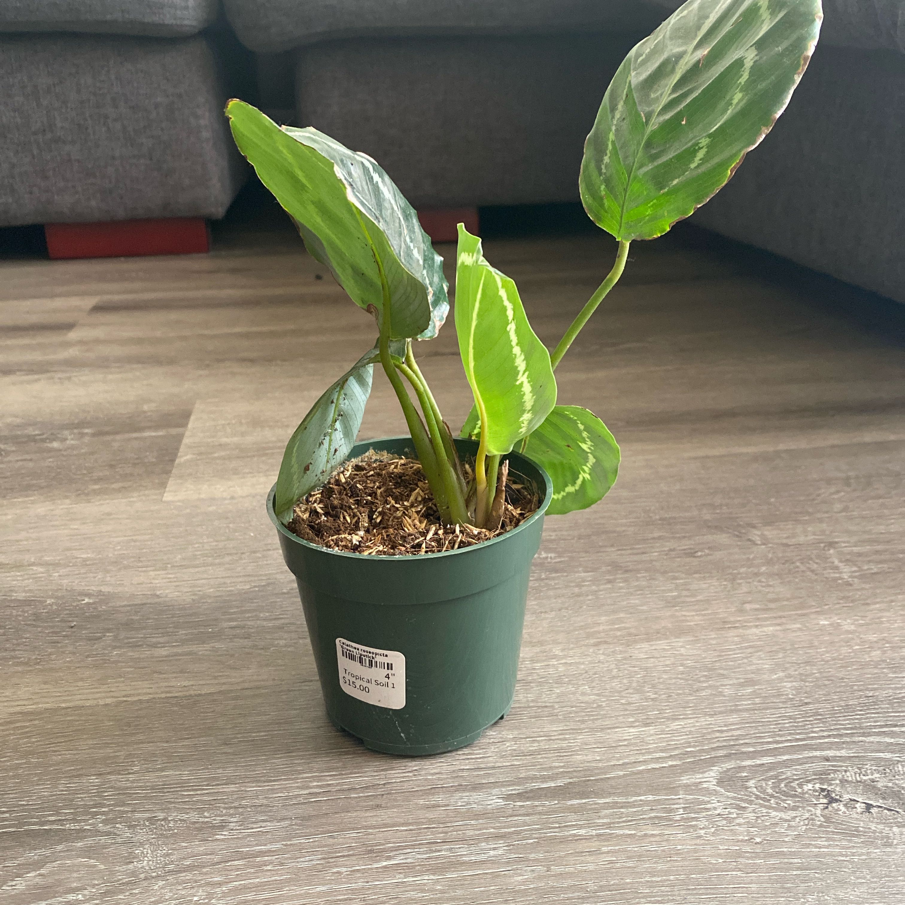 Photo of the plant species Green Lipstick Calathea by @ShrewdHawkswing named Fernie Mercury on Greg, the plant care app