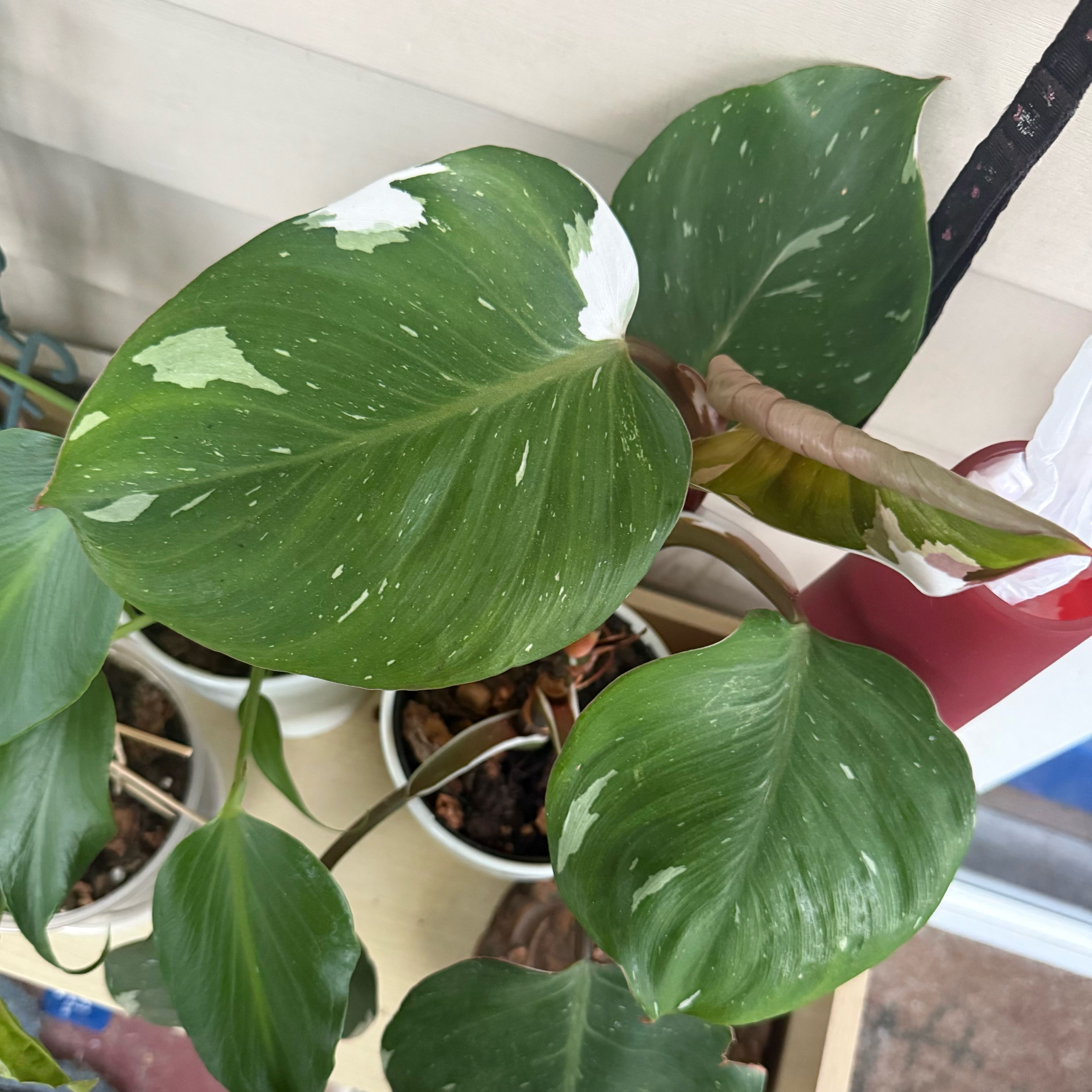 Photo of the plant species Philodendron 'White Wizard' by @DeftMaypop17 named Merlin on Greg, the plant care app