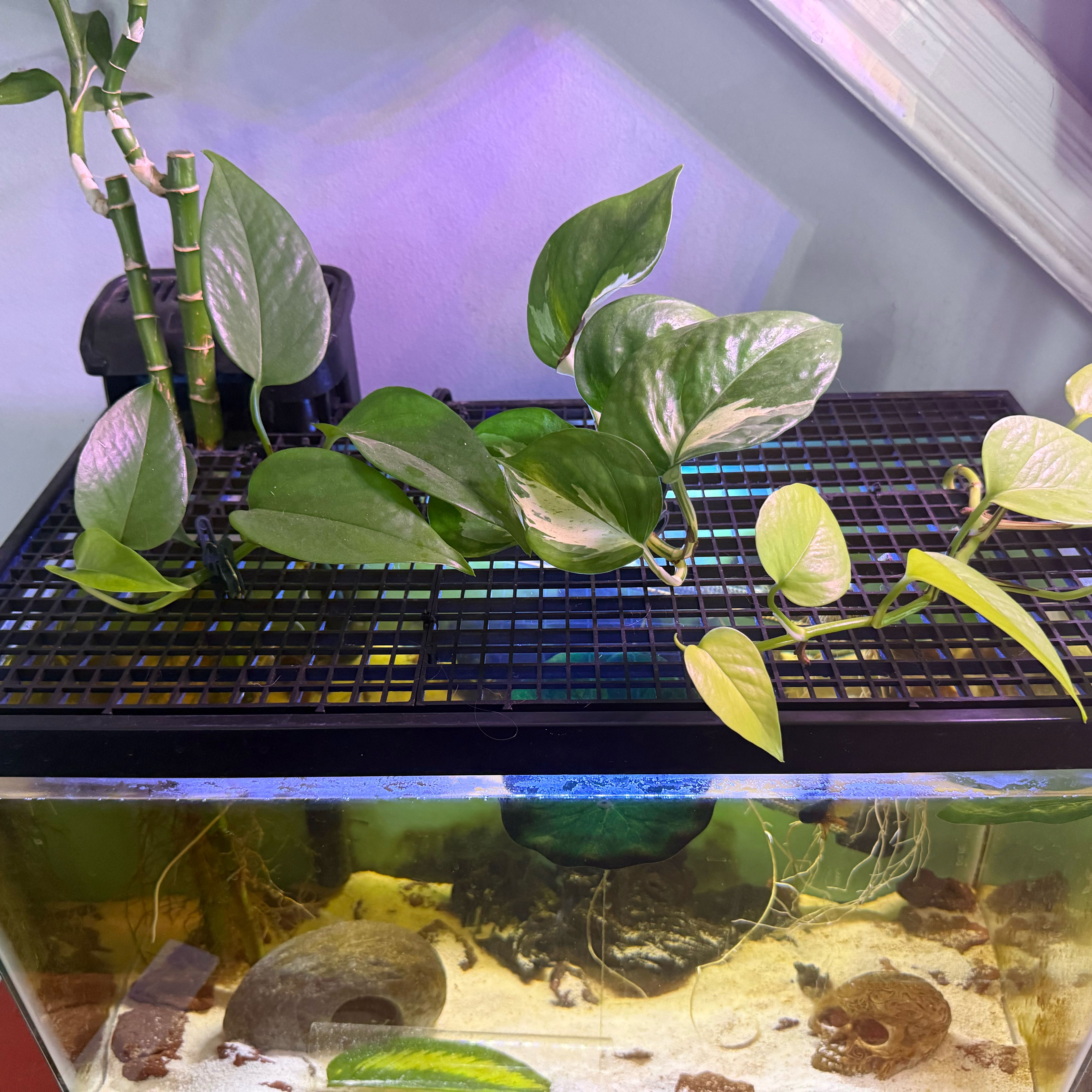 Photo of the plant species Pothos by @DeftMaypop17 named Cool and the Gang on Greg, the plant care app