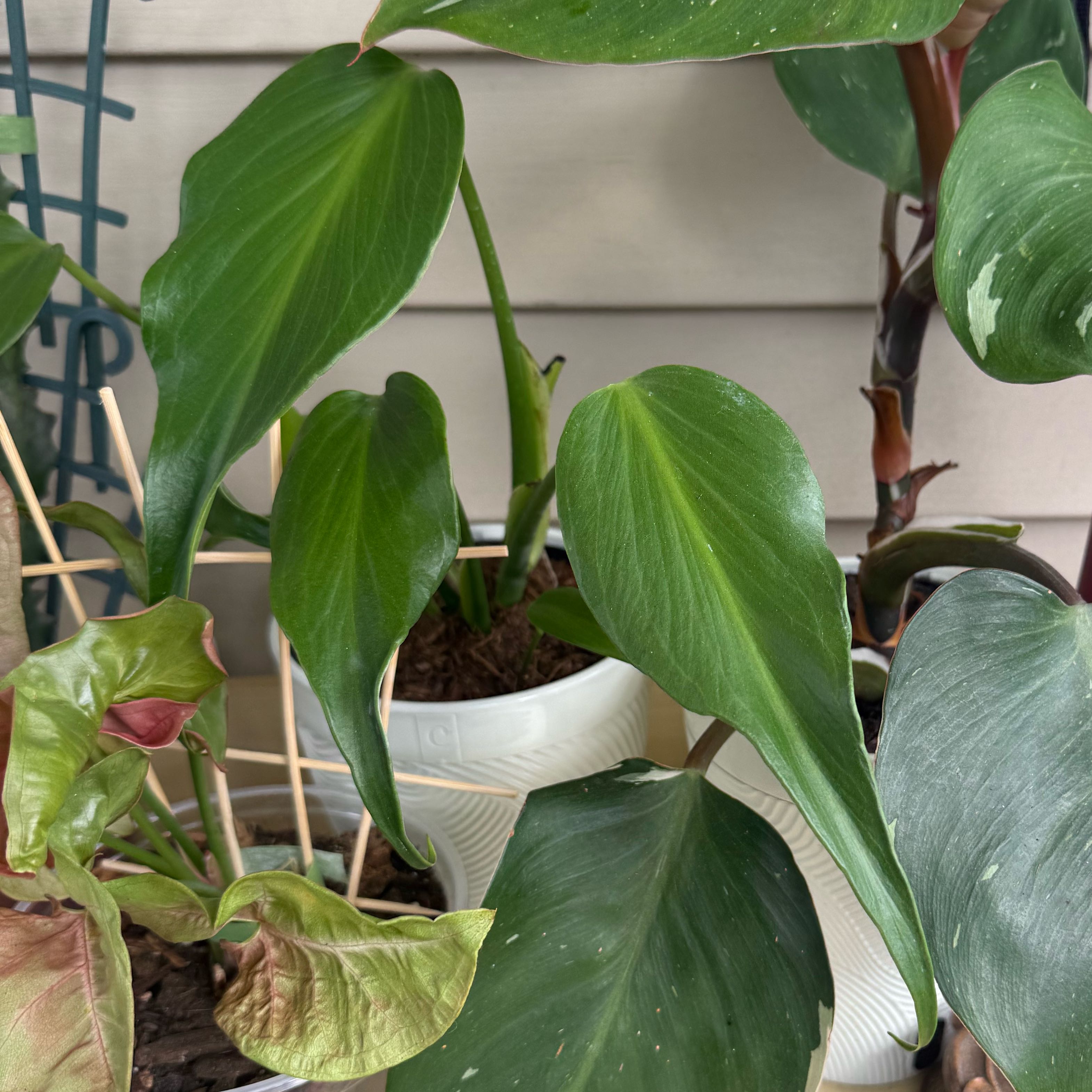 Photo of the plant species Monstera Burle Marx Flame by @DeftMaypop17 named Ember on Greg, the plant care app