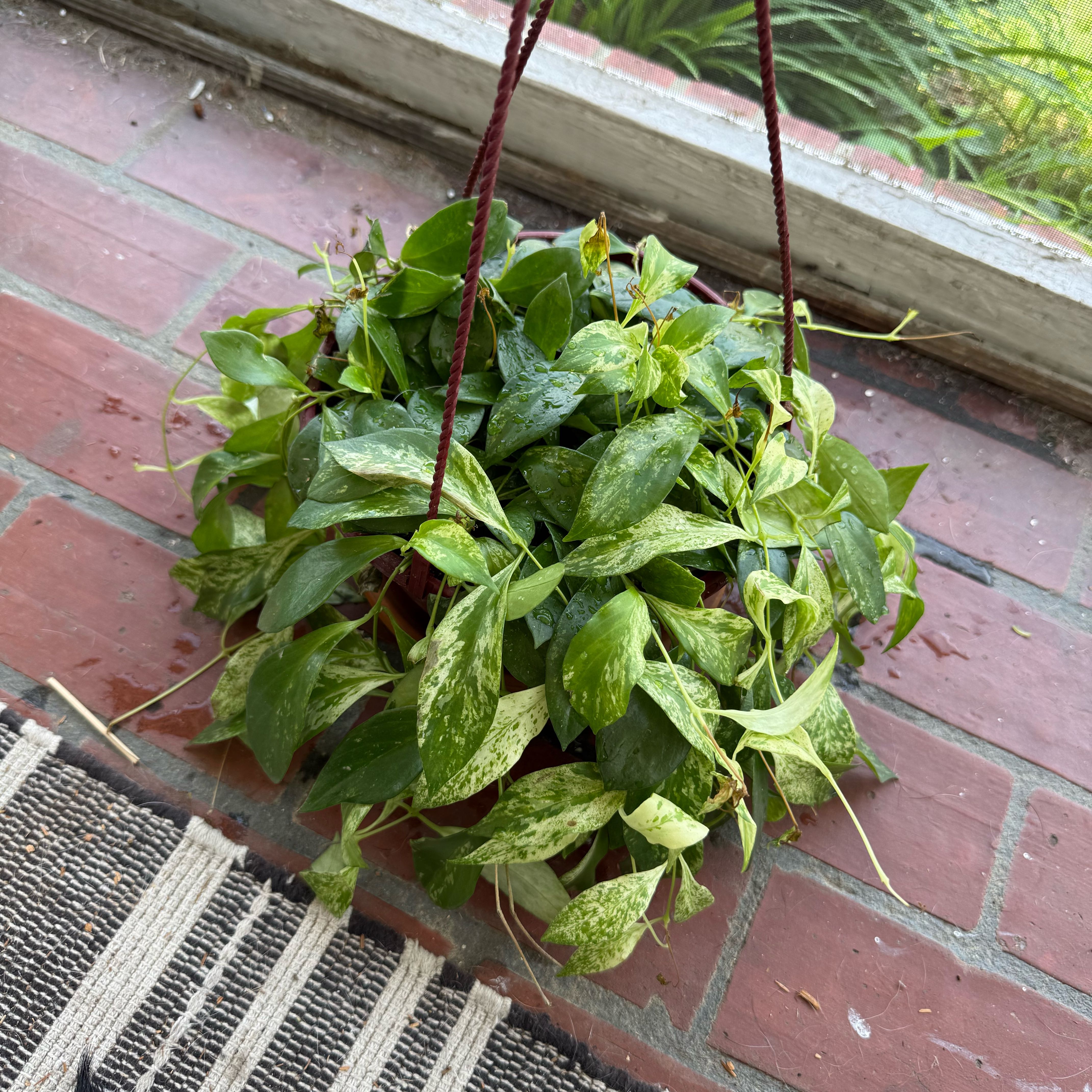 Photo of the plant species Variegated Hoya lacunosa by @DeftMaypop17 named Spike Leaves on Greg, the plant care app