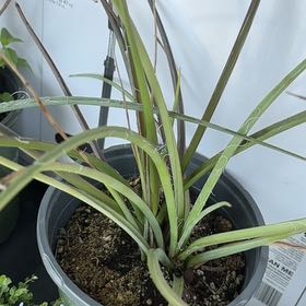 Photo of the plant species Texas Red Yucca by @Emeraldlove named Mando on Greg, the plant care app