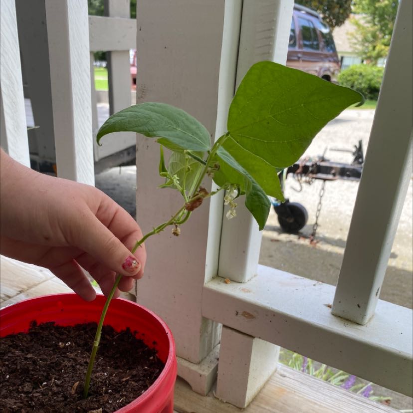 A young Common Bean plant in a red pot, held by a hand, with green leaves and visible soil.
