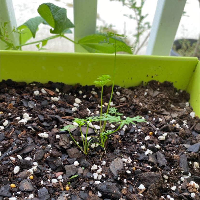 Young Wild Carrot plant growing in a container with visible soil and green leaves.