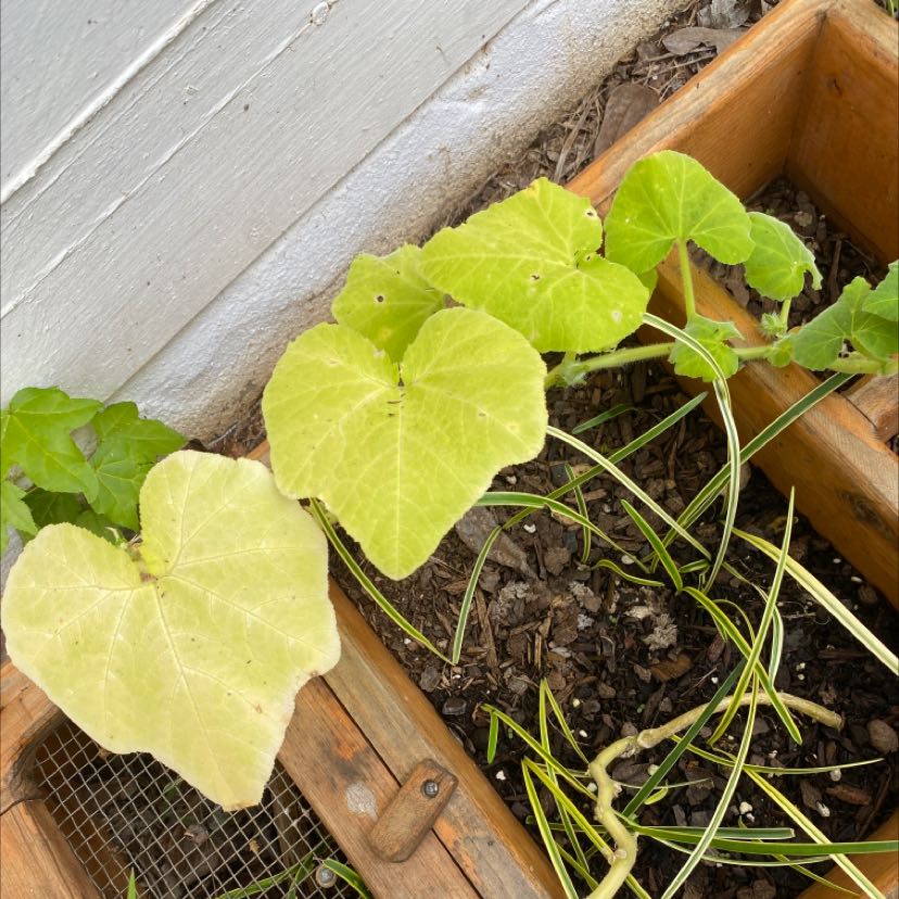 Photo of the plant species Butternut Pumpkin by Evelyn named Butternut on Greg, the plant care app