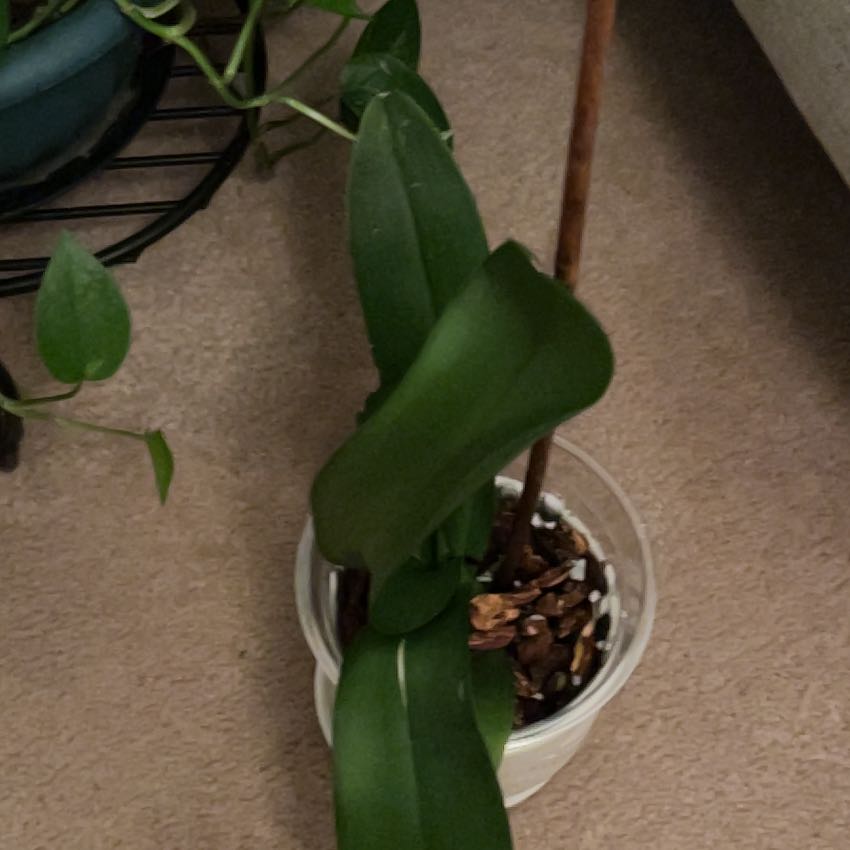 Photo of the plant species Showy Orchid by @UnbeatenTule98 named Miley on Greg, the plant care app