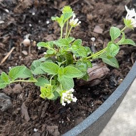 Photo of the plant species Velvet Shrubverbena by @AdeptBaibua12 named Sage on Greg, the plant care app