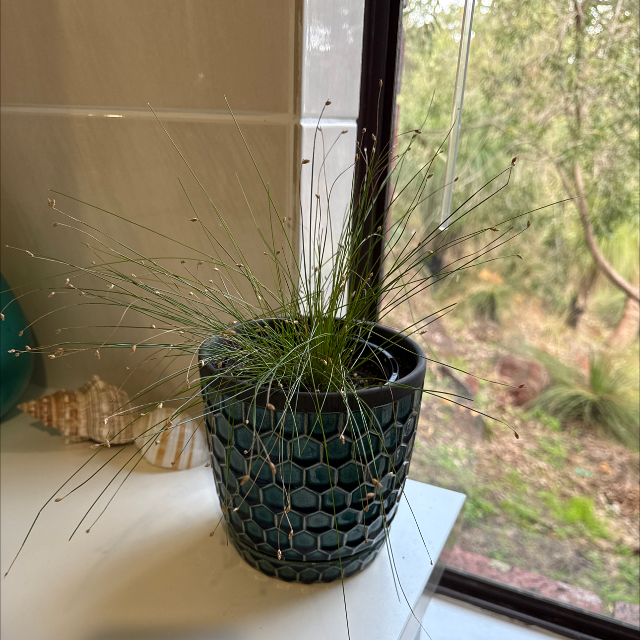Photo of the plant species Fiber optics grass by @SirCentaury2 named Spike Leaves on Greg, the plant care app