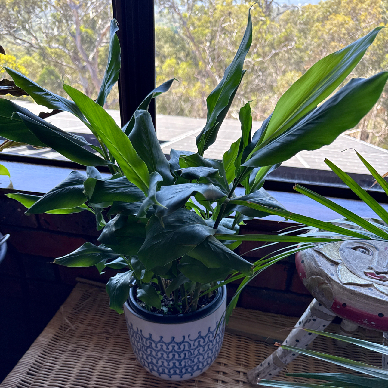 Photo of the plant species False Cardamom by @SirCentaury2 named Aria on Greg, the plant care app