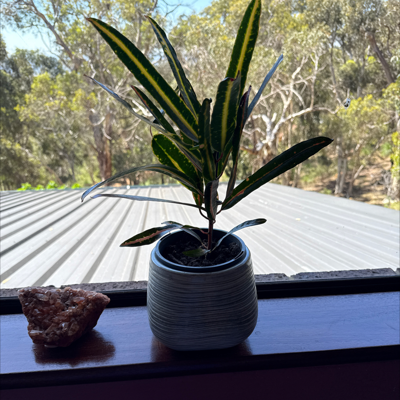 Photo of the plant species California Croton by @SirCentaury2 named Darwin on Greg, the plant care app