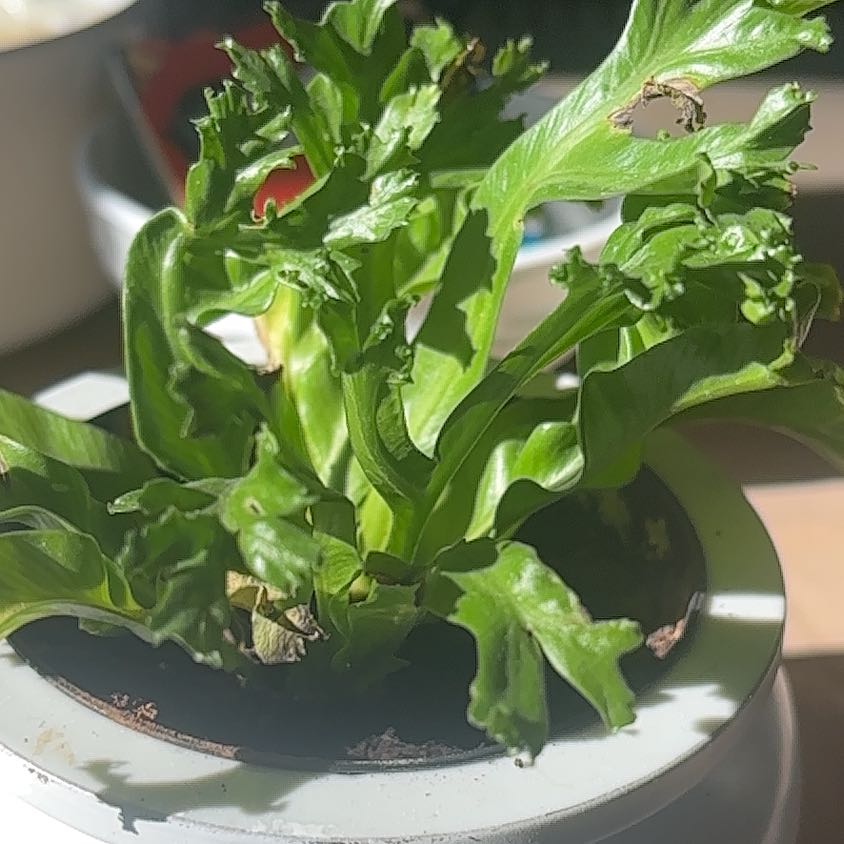 Photo of the plant species Fish Tail Fern by @AcePhalsa51 named Dolores on Greg, the plant care app