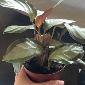 Photo of the plant species Calathea picturata 'Argentea' by @CasualCordmoss named Shakira on Greg, the plant care app