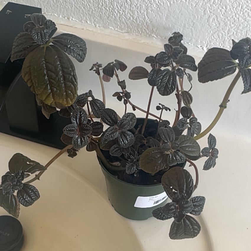 Photo of the plant species Variegated Aluminum Plant by @CasualCordmoss named Clooney on Greg, the plant care app