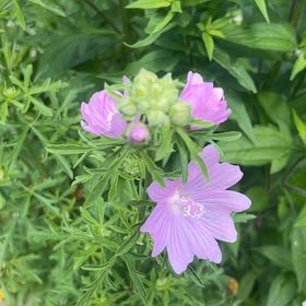 Photo of the plant species Musk Mallow by @ZestMachofern29 named Mando on Greg, the plant care app