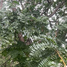 Photo of the plant species Common Honeylocust by @ZestMachofern29 named Plato on Greg, the plant care app