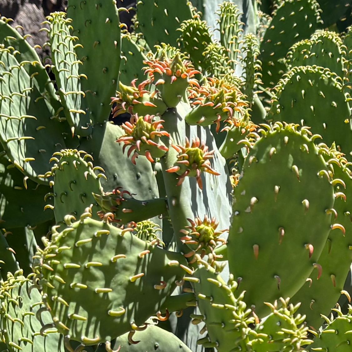 Photo of the plant species Coastal Pricklypear by @MajorRedpagoda named Treeyoncé on Greg, the plant care app