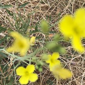 Photo of the plant species Rutabaga by @HeroicKaraka named Hemingway on Greg, the plant care app
