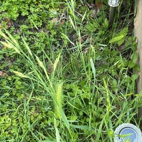 Photo of the plant species Annual Ryegrass by @ChirpyRedflax named Figyonce on Greg, the plant care app