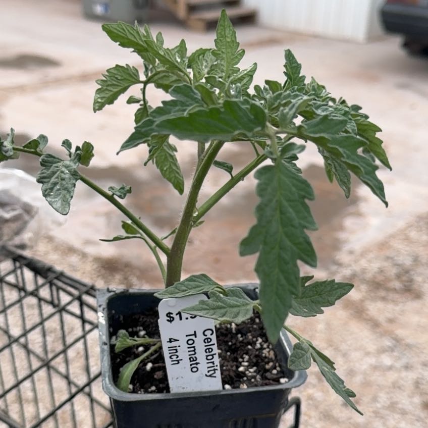 Photo of the plant species Celebrity Tomato by @VipMystax56 named Rainier on Greg, the plant care app