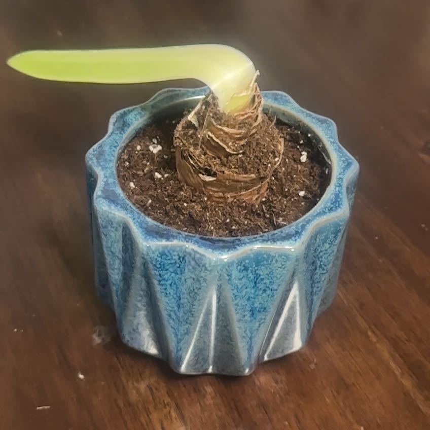 Photo of the plant species Galaxy Group Amaryllis by @FamedTitoki56 named Mary on Greg, the plant care app