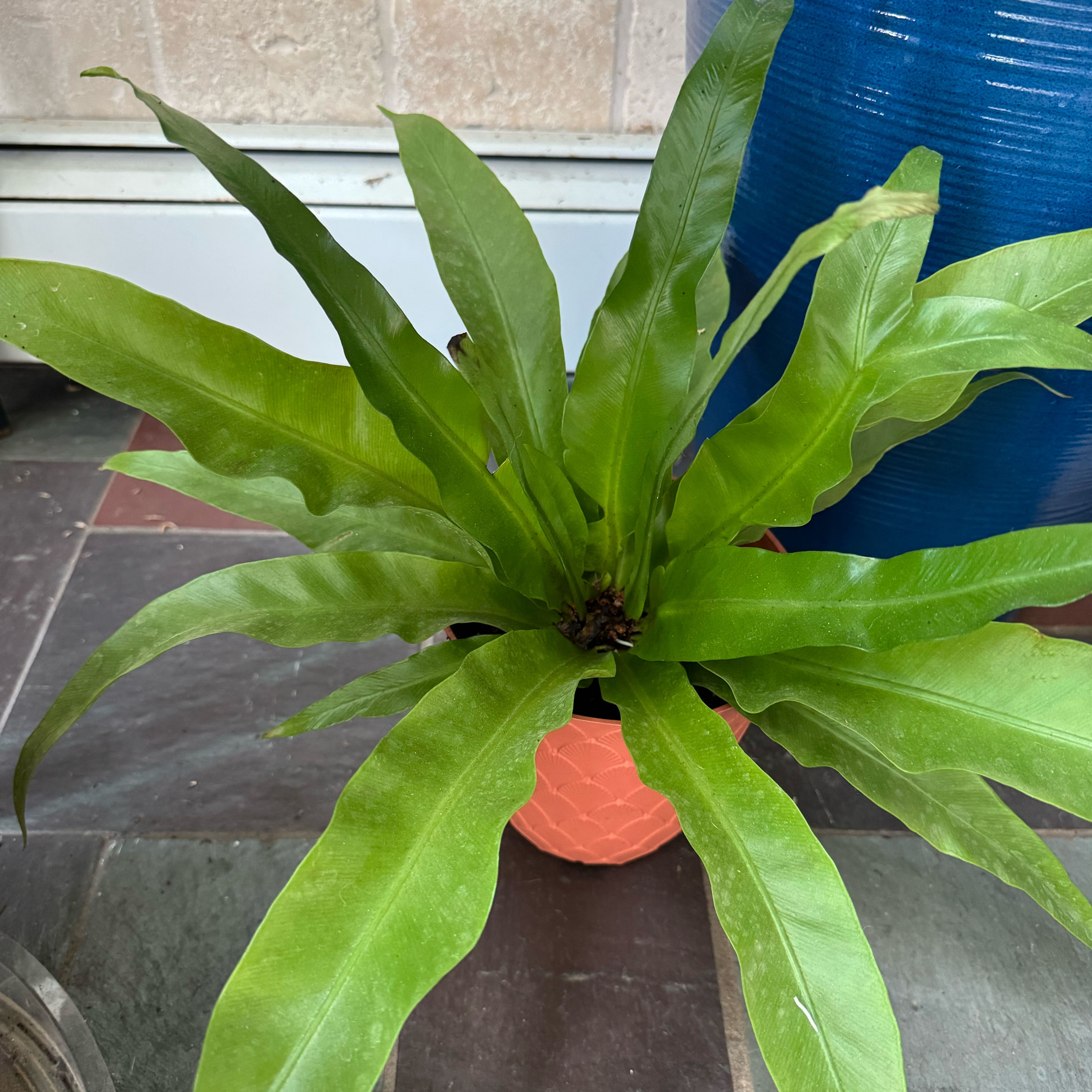 Photo of the plant species Japanese Bird's Nest Fern by @GreenGreek named Bruce Lee on Greg, the plant care app