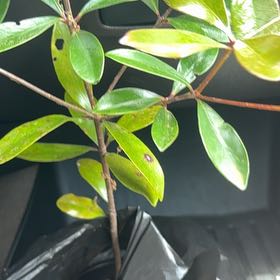 Photo of the plant species False cleyera by @SocialPuka63 named nigga on Greg, the plant care app