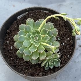 Photo of the plant species Graptoveria Hybrid 'Olivia' by @HelperSmokebush named Diana on Greg, the plant care app