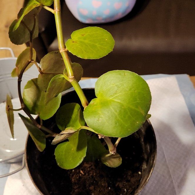 Photo of the plant species Peruvian Grape Ivy by @BlazingApricot named Mando on Greg, the plant care app