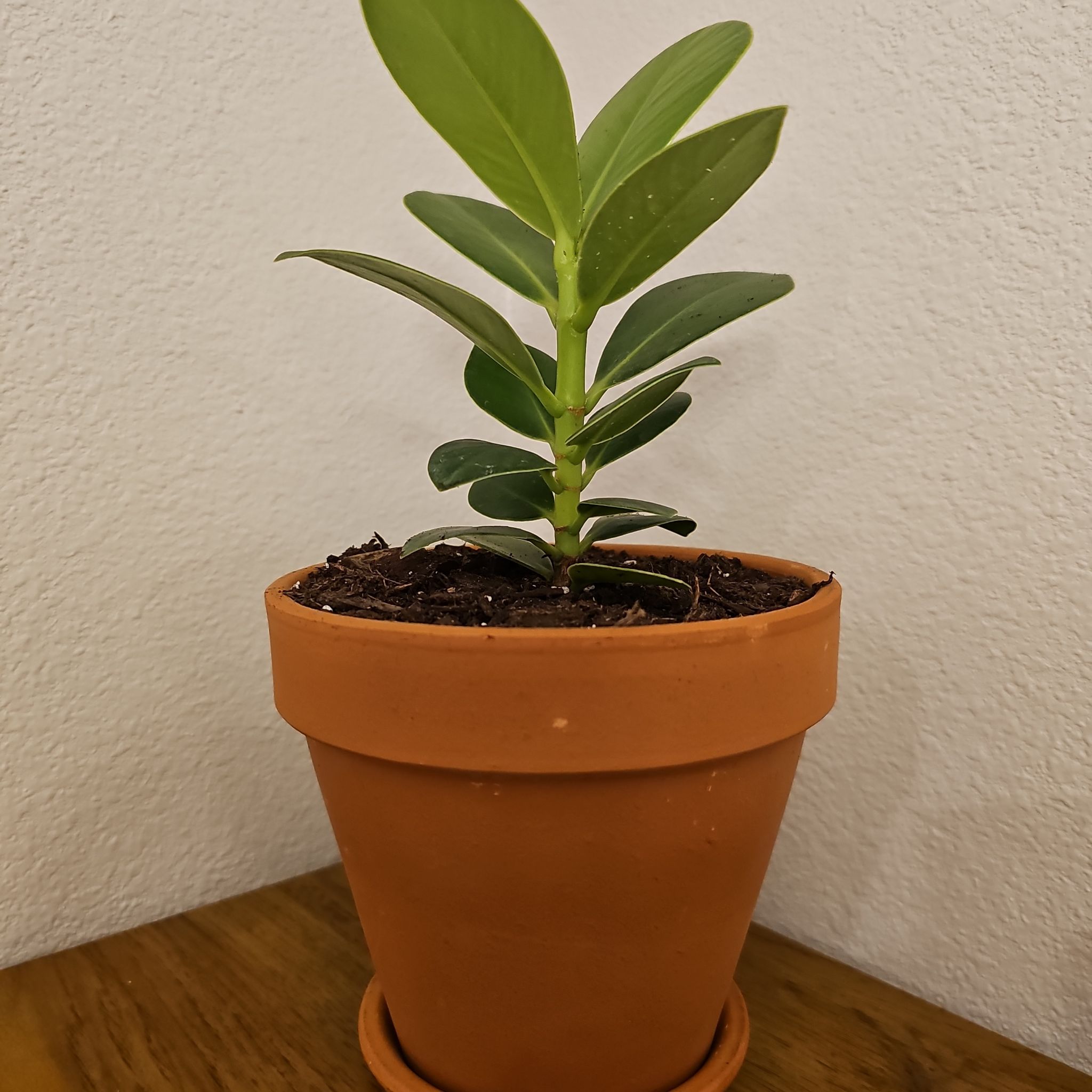 Photo of the plant species Dwarf clusia by @ModestKowhai named Rudy on Greg, the plant care app