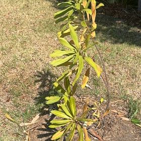 Photo of the plant species Monga Waratah by @WinTigerjade18 named ChloroPhil on Greg, the plant care app