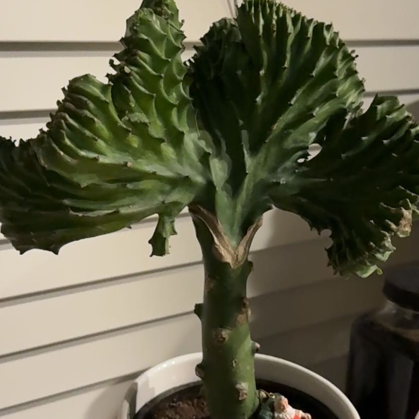 Photo of the plant species Bella, Coral Cactus by @HumbleApplemint named Bieber on Greg, the plant care app