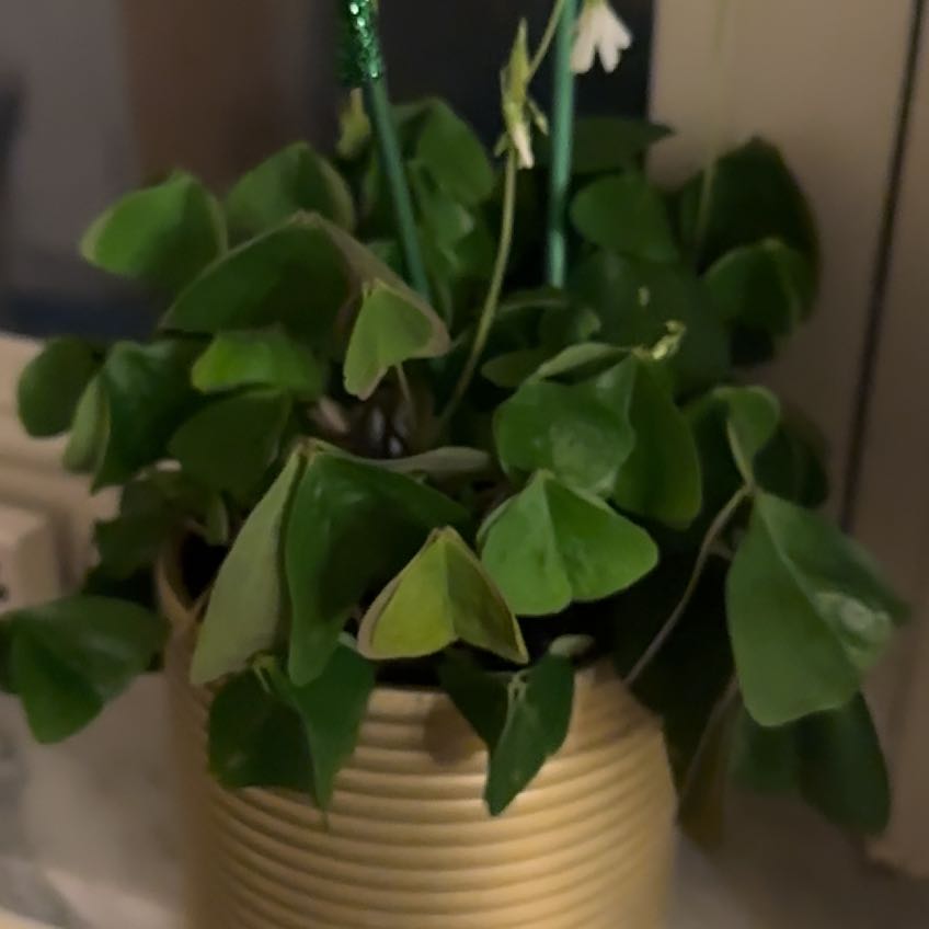 Photo of the plant species Northern Twinflower by @FirstratePalqui named Delilah on Greg, the plant care app