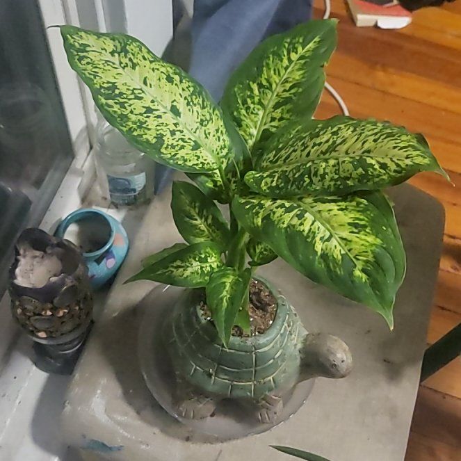 Photo of the plant species Dumb Cane by @WhizSalixexigua named Cleopatra on Greg, the plant care app