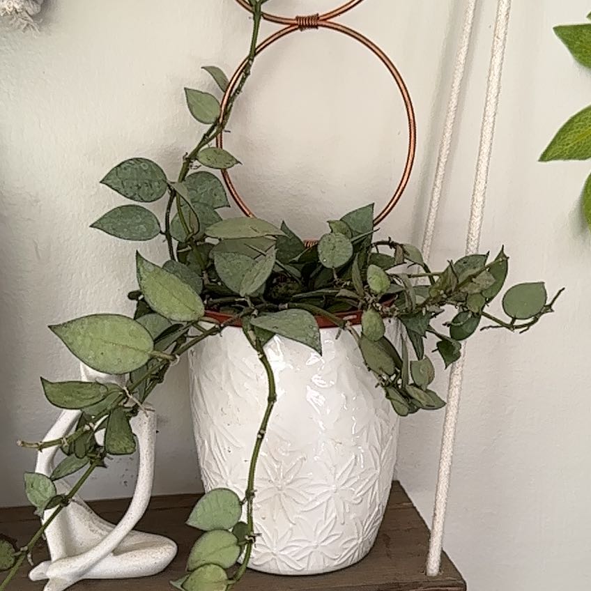 Photo of the plant species Super Silver Hoyaa Krohniana by @ShowyDuwei34 named Leonardo on Greg, the plant care app