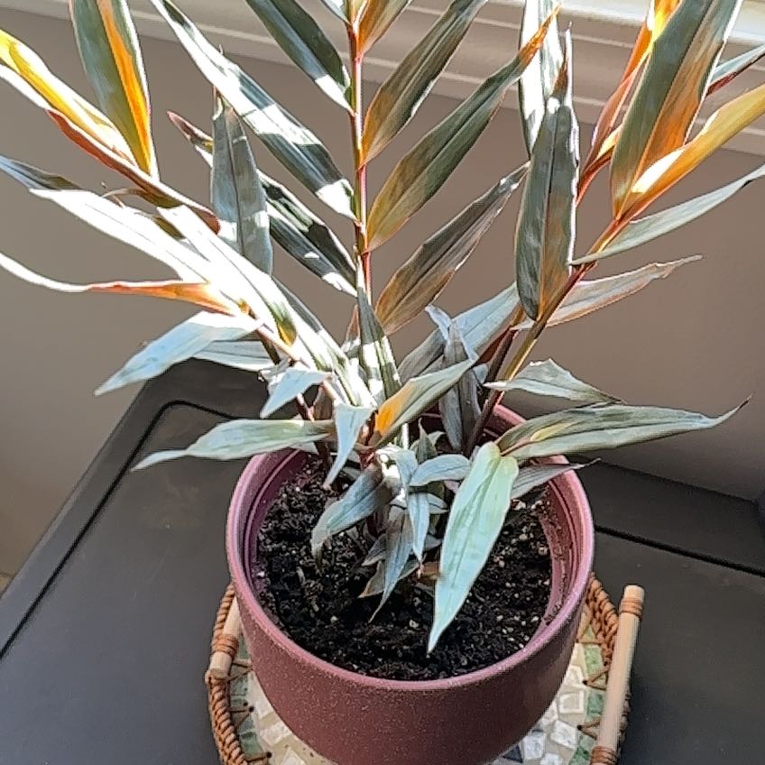 Photo of the plant species Variegated Shell Ginger by @ShowyDuwei34 named Sherlock on Greg, the plant care app